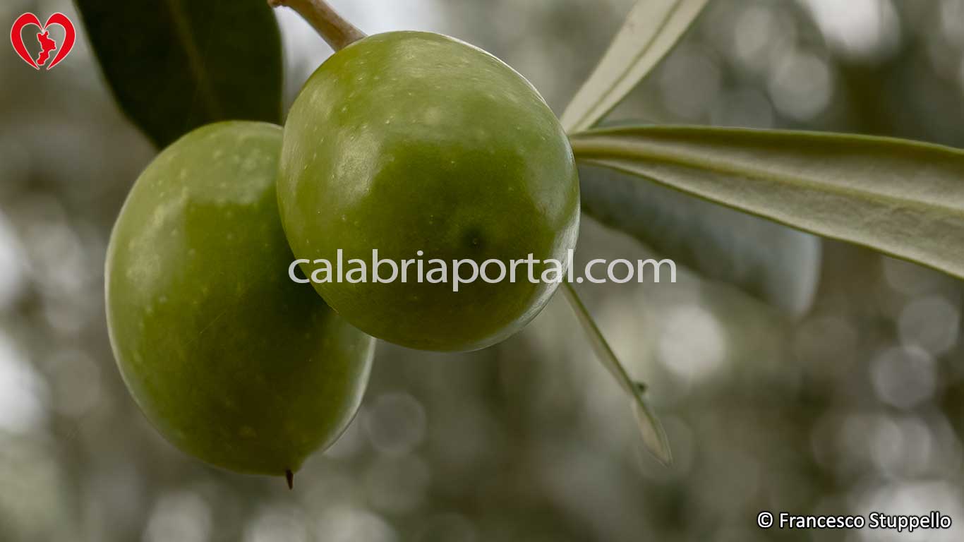 Olive della Varietà Carolea