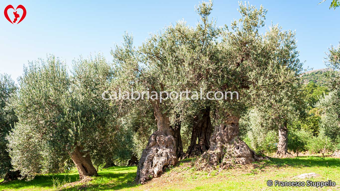 Olivi della Calabria