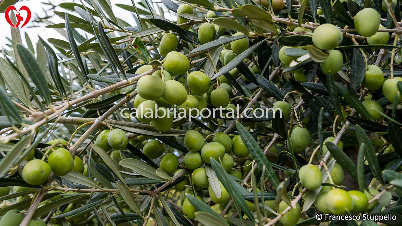 Olive della Varietà Roggianella