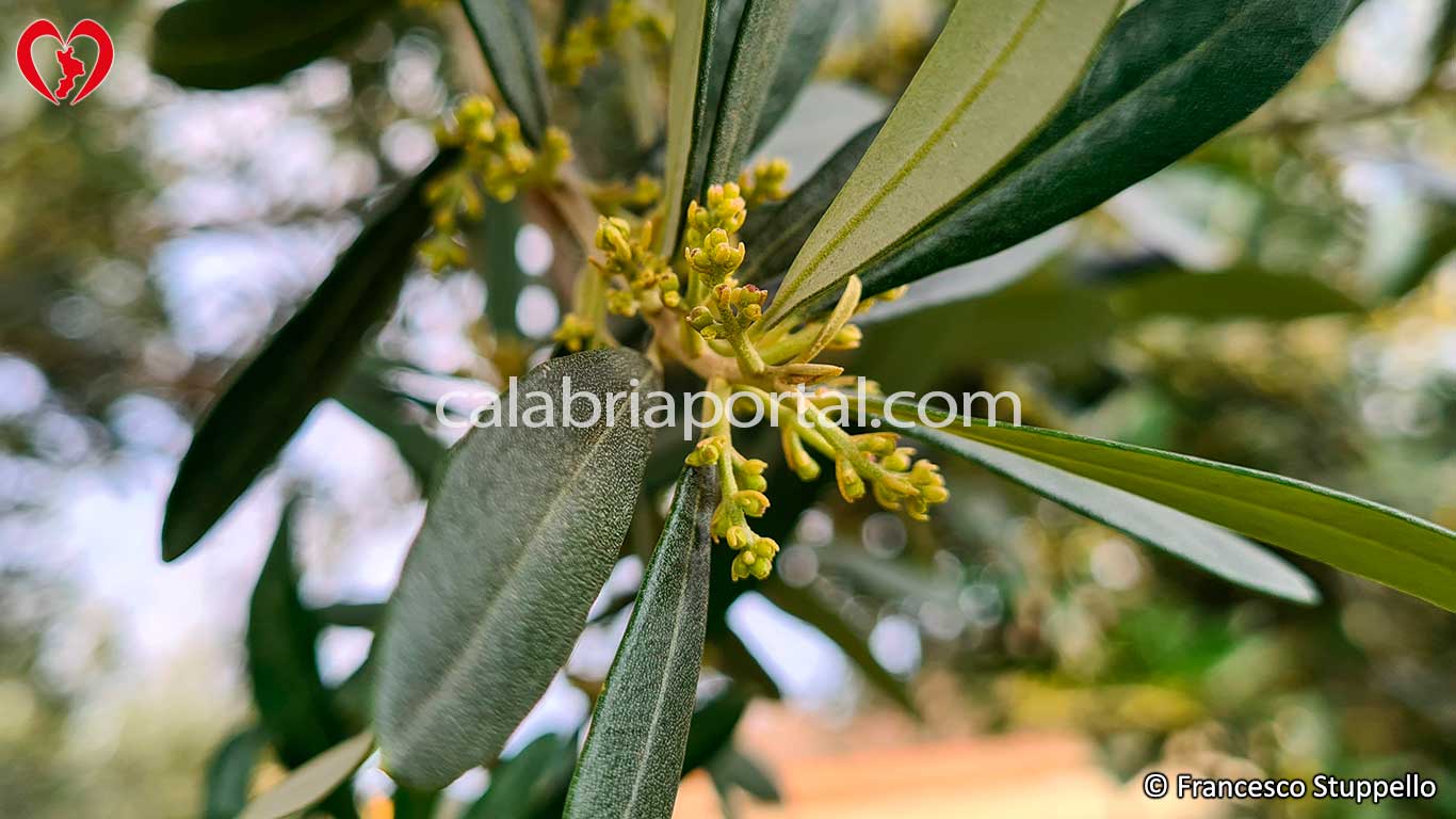 Risveglio primaverile dell'olivo varietà Roggianella