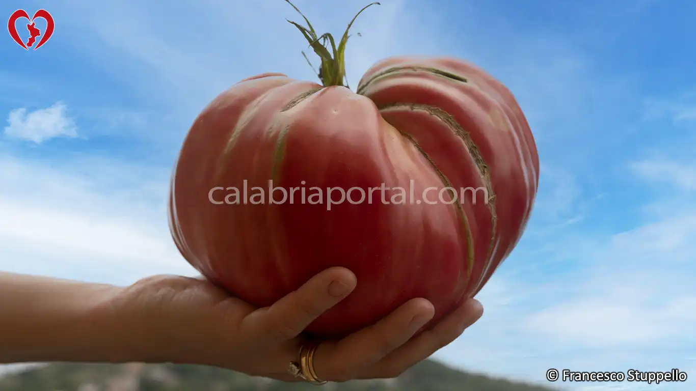 Pomodoro di Belmonte - Calabria