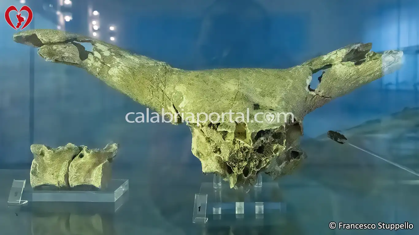 Cranio di Uro esposto presso l'Antiquarium di Cirella (CS)