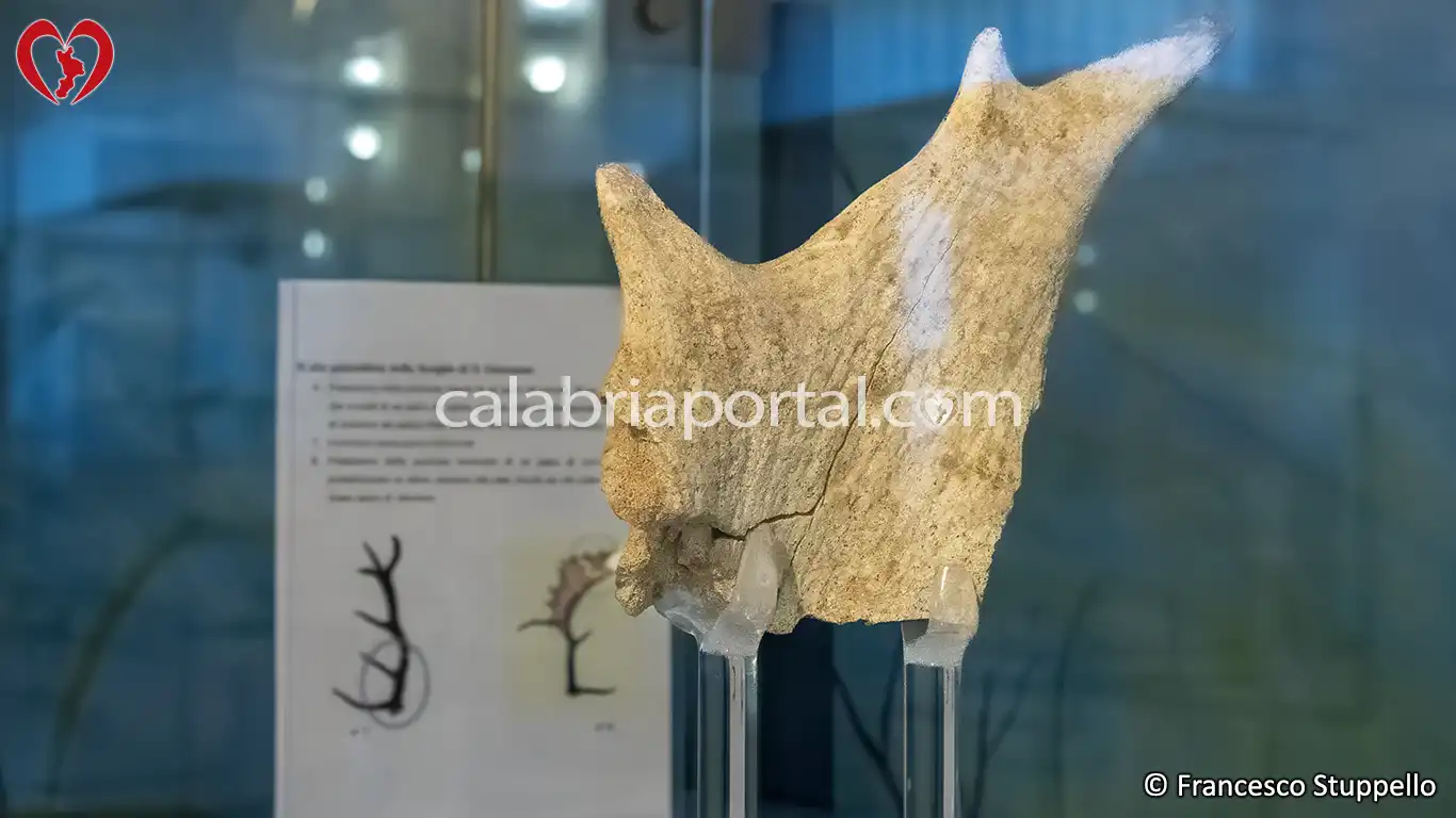 Frammento di Palco di Daino esposto presso l'Antiquarium di Cirella (CS)