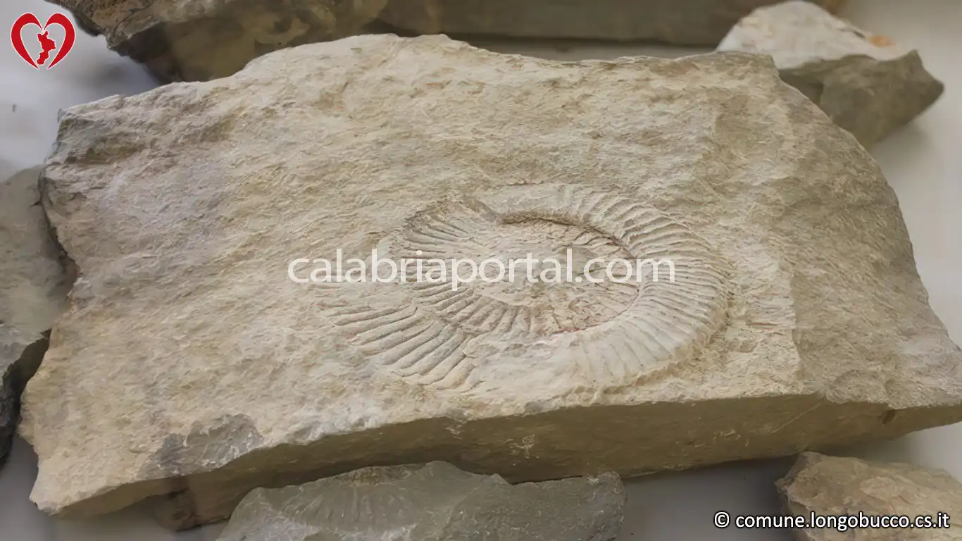 I Fossili: Museo di Longobucco (CS)