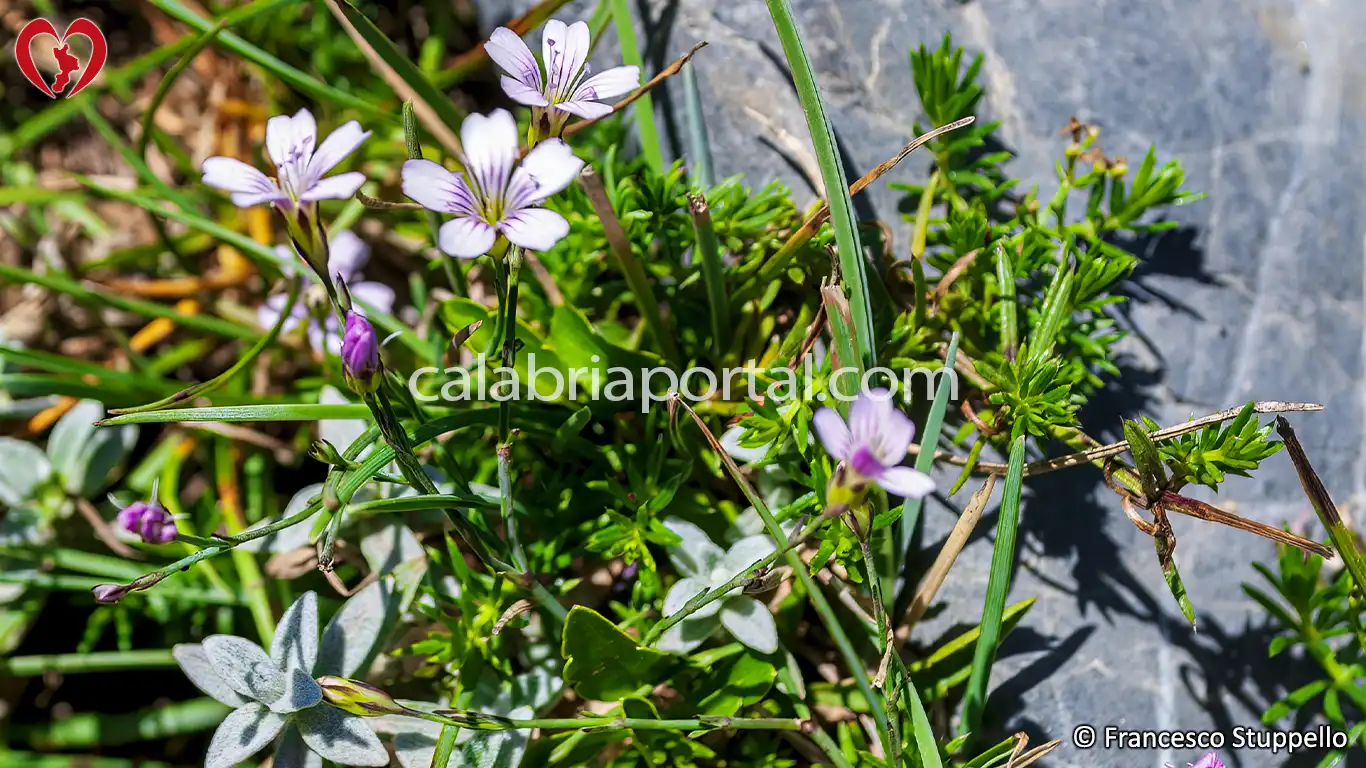 Flora del Monte La Mula: Peverina Tomentosa (Cerastium Tomentosum)