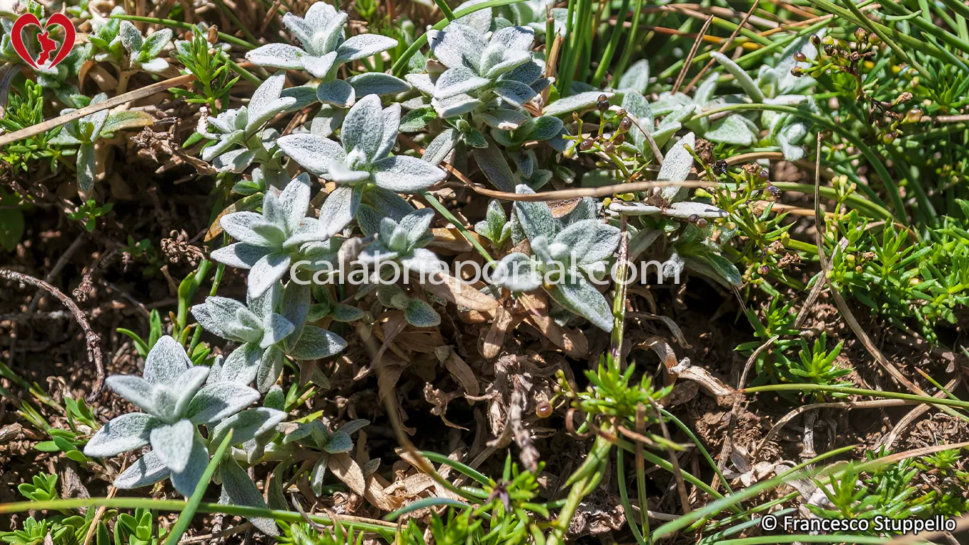 Flora del Monte La Mula: Peverina Tomentosa (Cerastium Tomentosum)