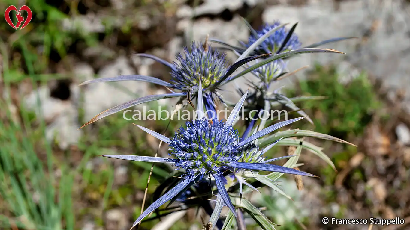 Flora del Monte La Mula: Calcatreppola Ametista (Eryngium amathystinum)