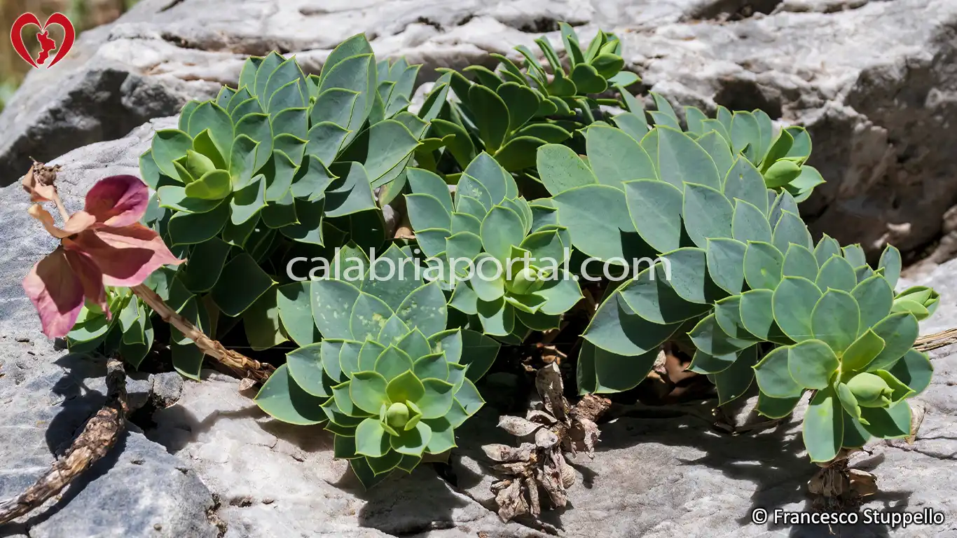 Flora del Monte La Mula: Euforbia Mirsinite (Euphorbia myrsinites)