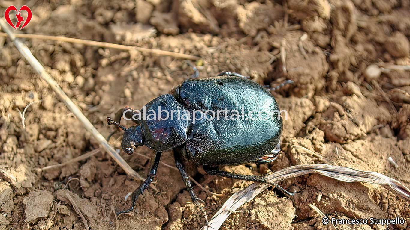 Fauna del Monte Serra del Prete
