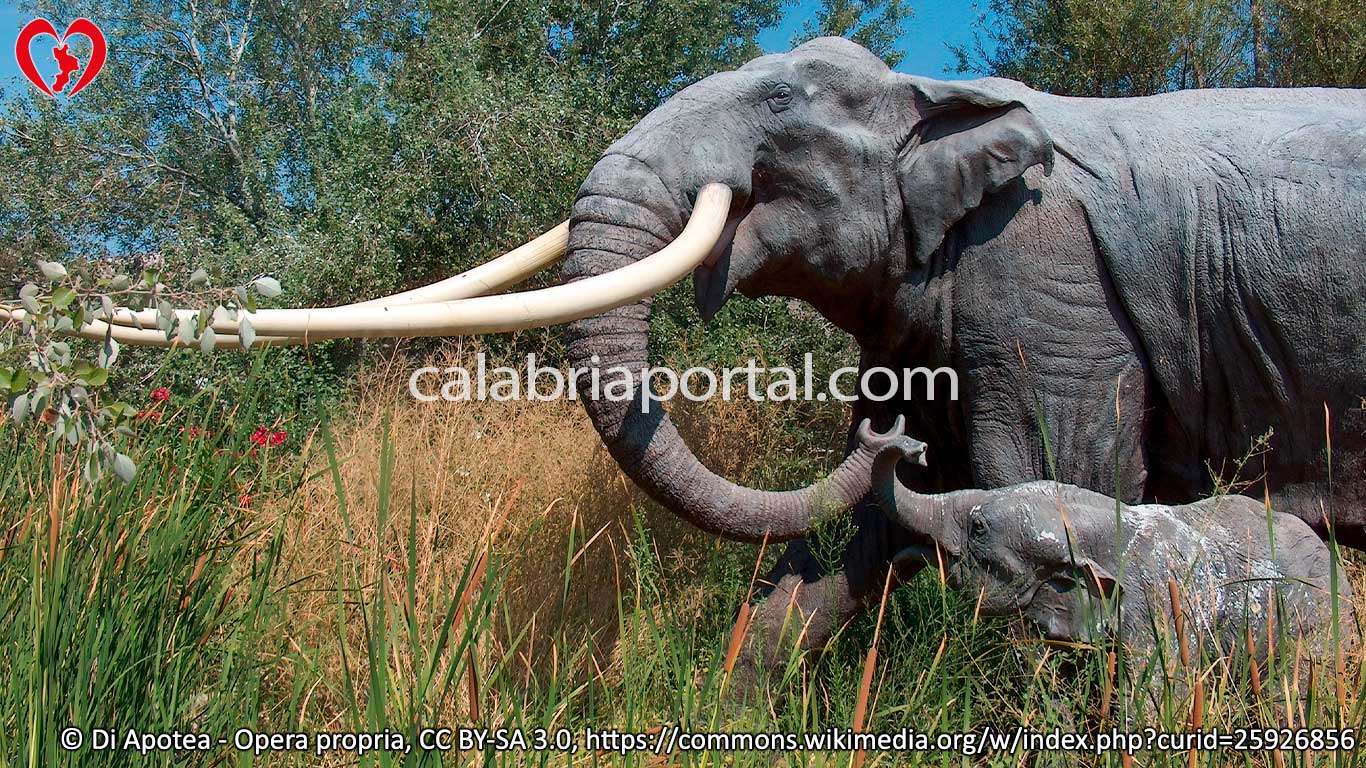 Elefante Antico (Palaeoloxodon antiquus)