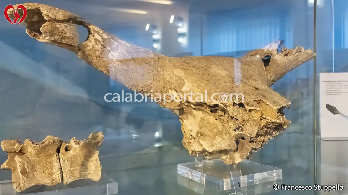Cranio di Uro esposto presso il Museo Archeologici di Cirella (CS)
