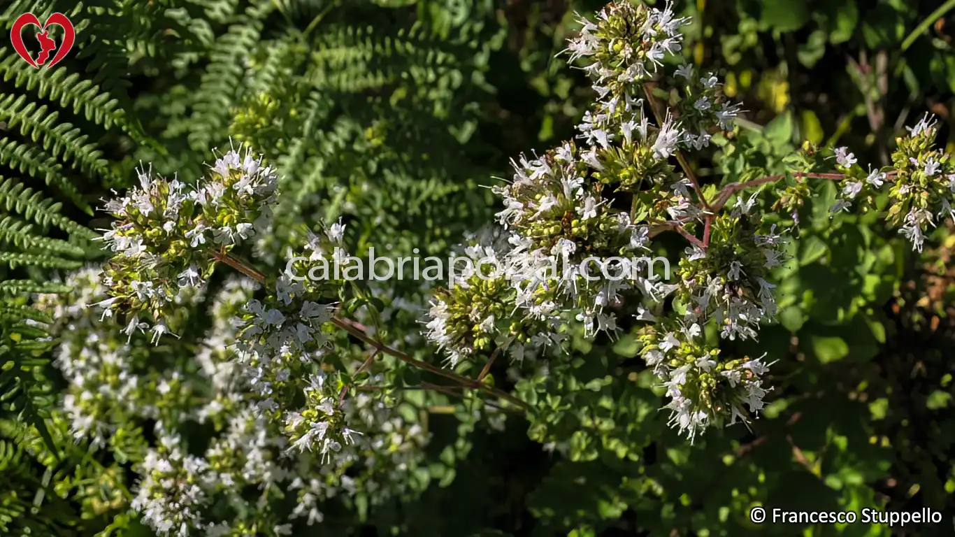 Origano Selvatico Calabrese (Origanum vulgare)