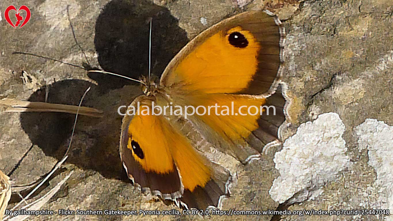 Farfalla Cecilia (Pyronia cecilia)