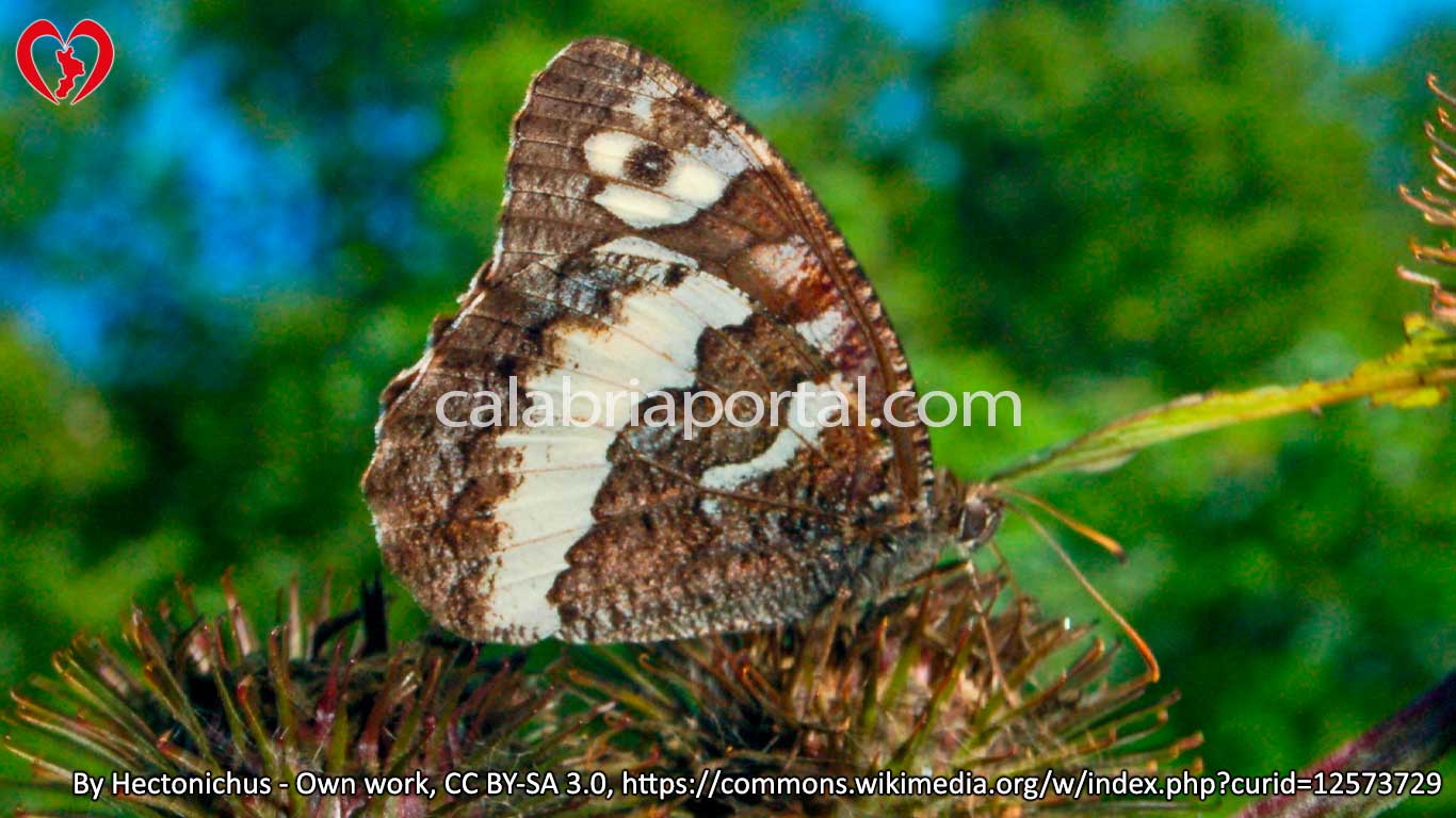Farfalla Circe (Kanetisa circe)