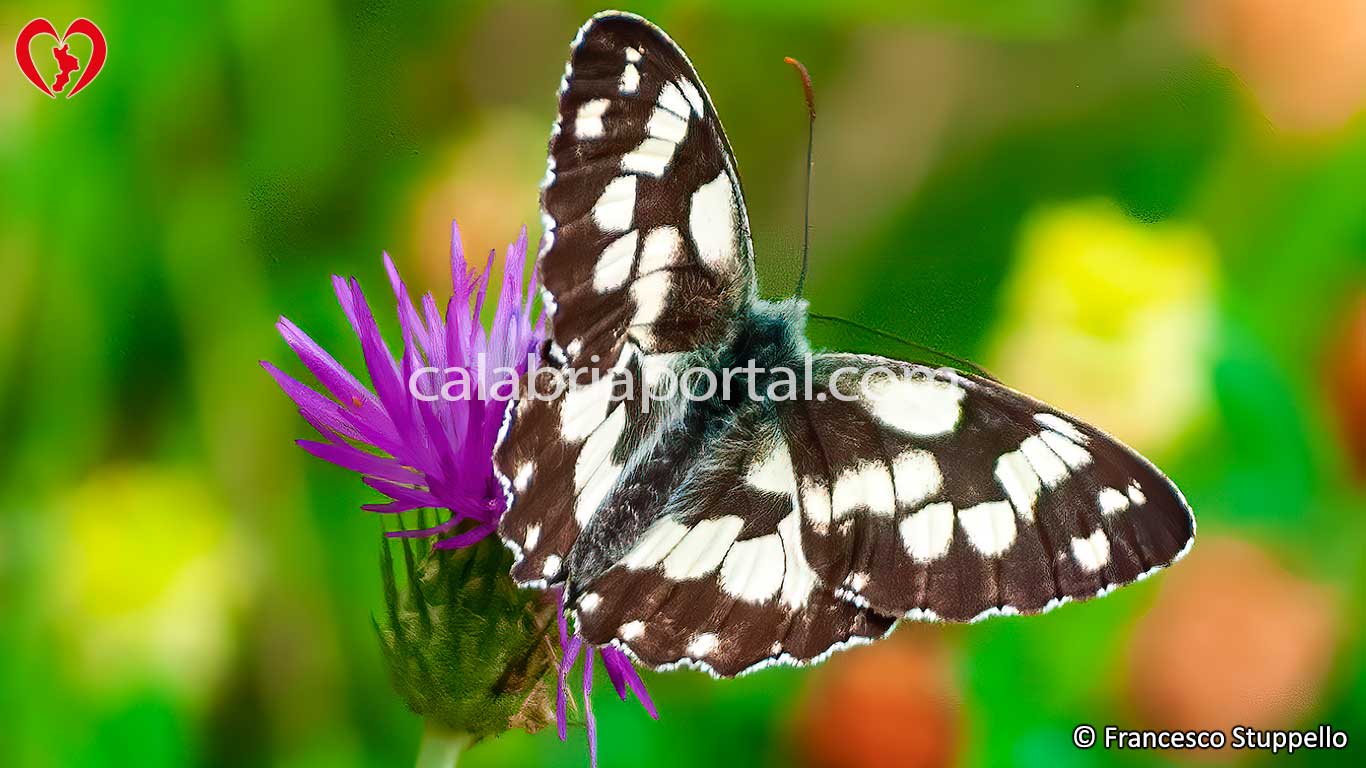 Farfalla Galatea (Melanargia galathea)