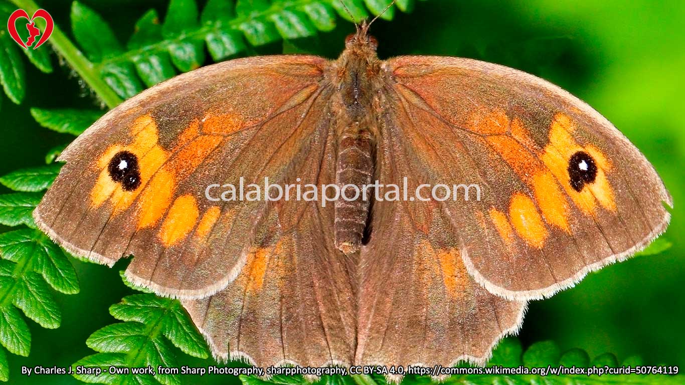 Farfalla Iurtina (Maniola jurtina)