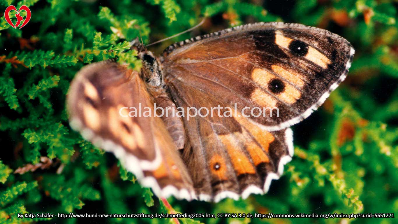 Farfalla Semele (Hipparchia semele)