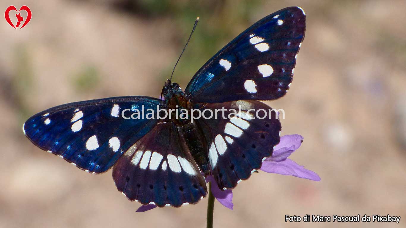 Silvano Azzurro (Limenitis reducta)