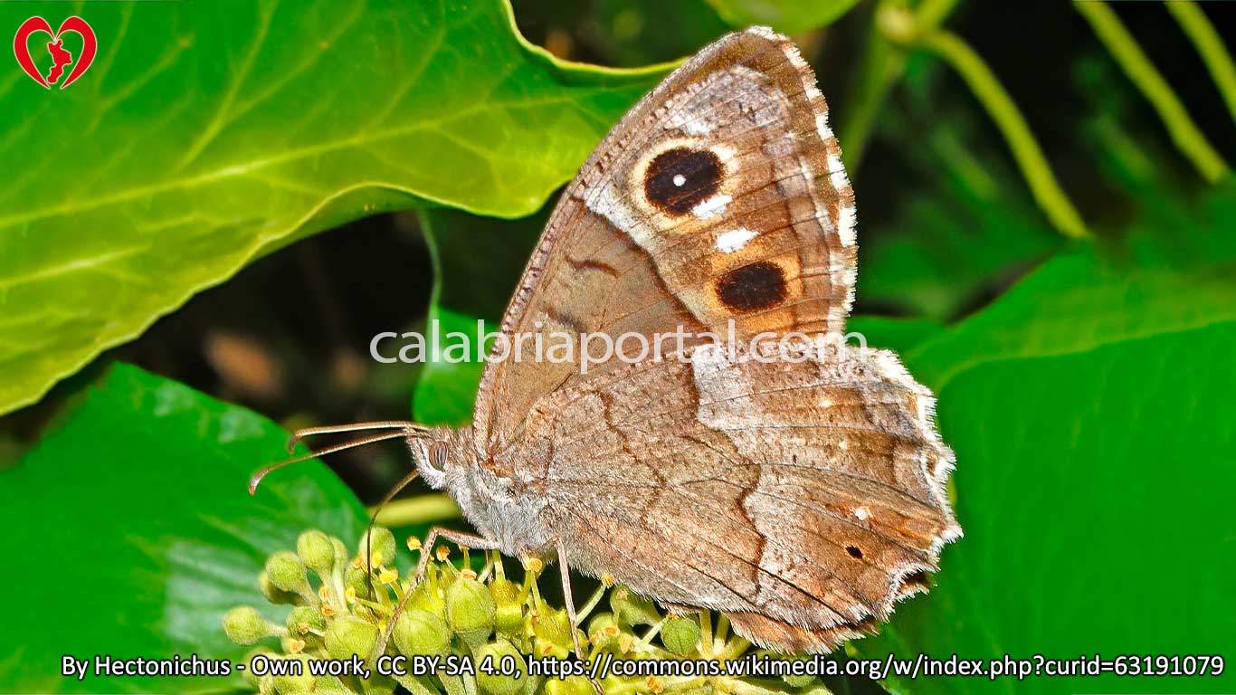Farfalla Statilino (Hipparchia statilinus)