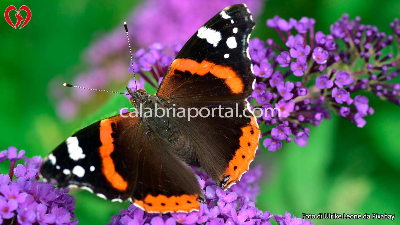 Le Farfalle Ninfalidi della Calabria