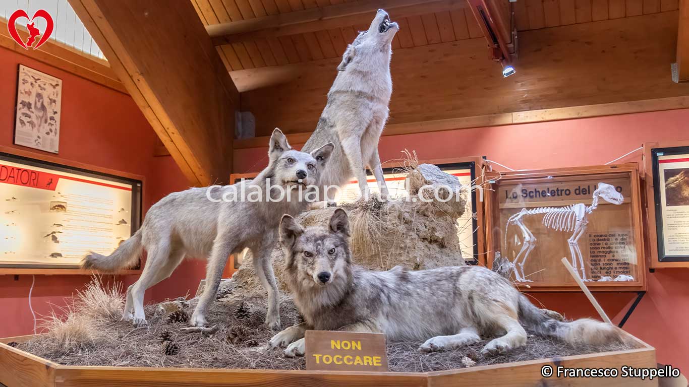 Lupi imbalsamati esposti presso il Museo Naturalistico del Parco Nazionale della Sila