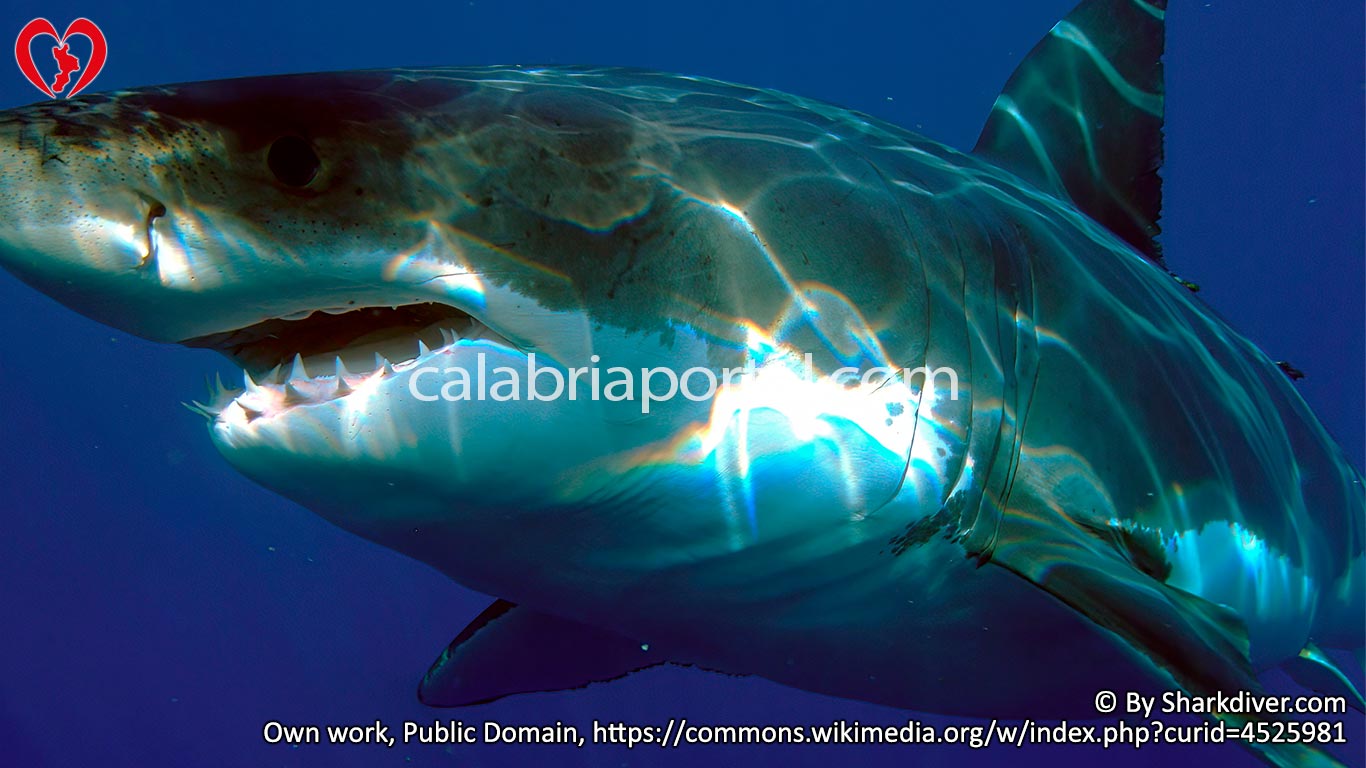Squalo Bianco (Carcharodon carcharias) in Calabria