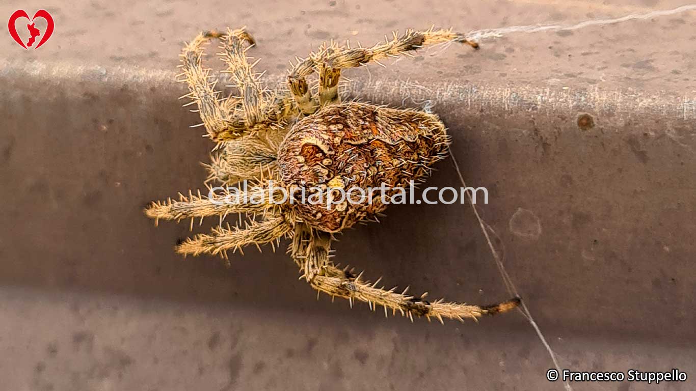 Ragno Crociato (Araneus Diadematus) - Ragno della Calabria