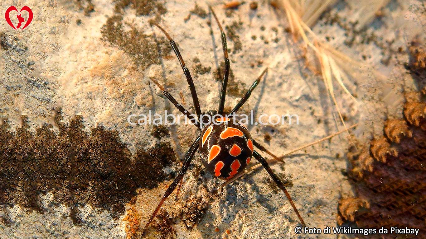 Malmignatta (Latrodectus tredecimguttatus) - Ragno della Calabria