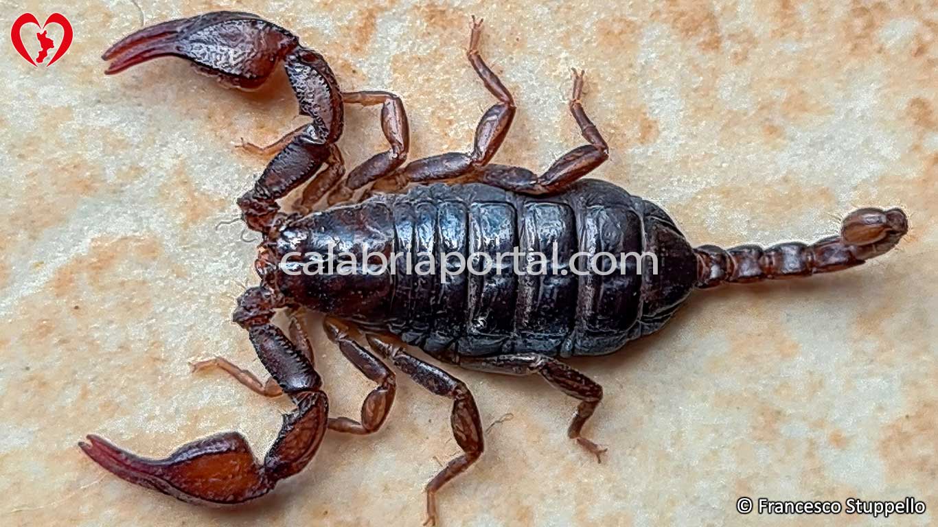 Euscorpius sicanus - Scorpione della Calabria