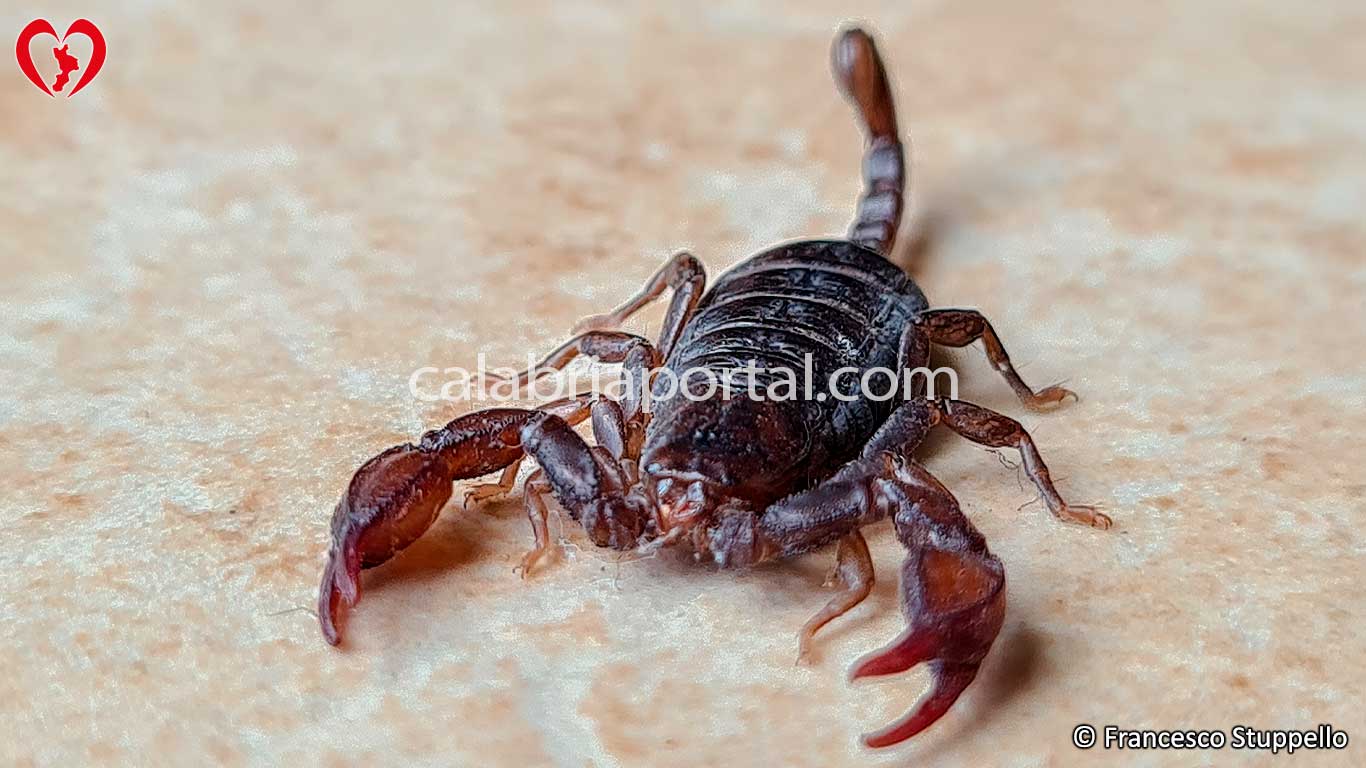Euscorpius sicanus - Scorpione della Calabria