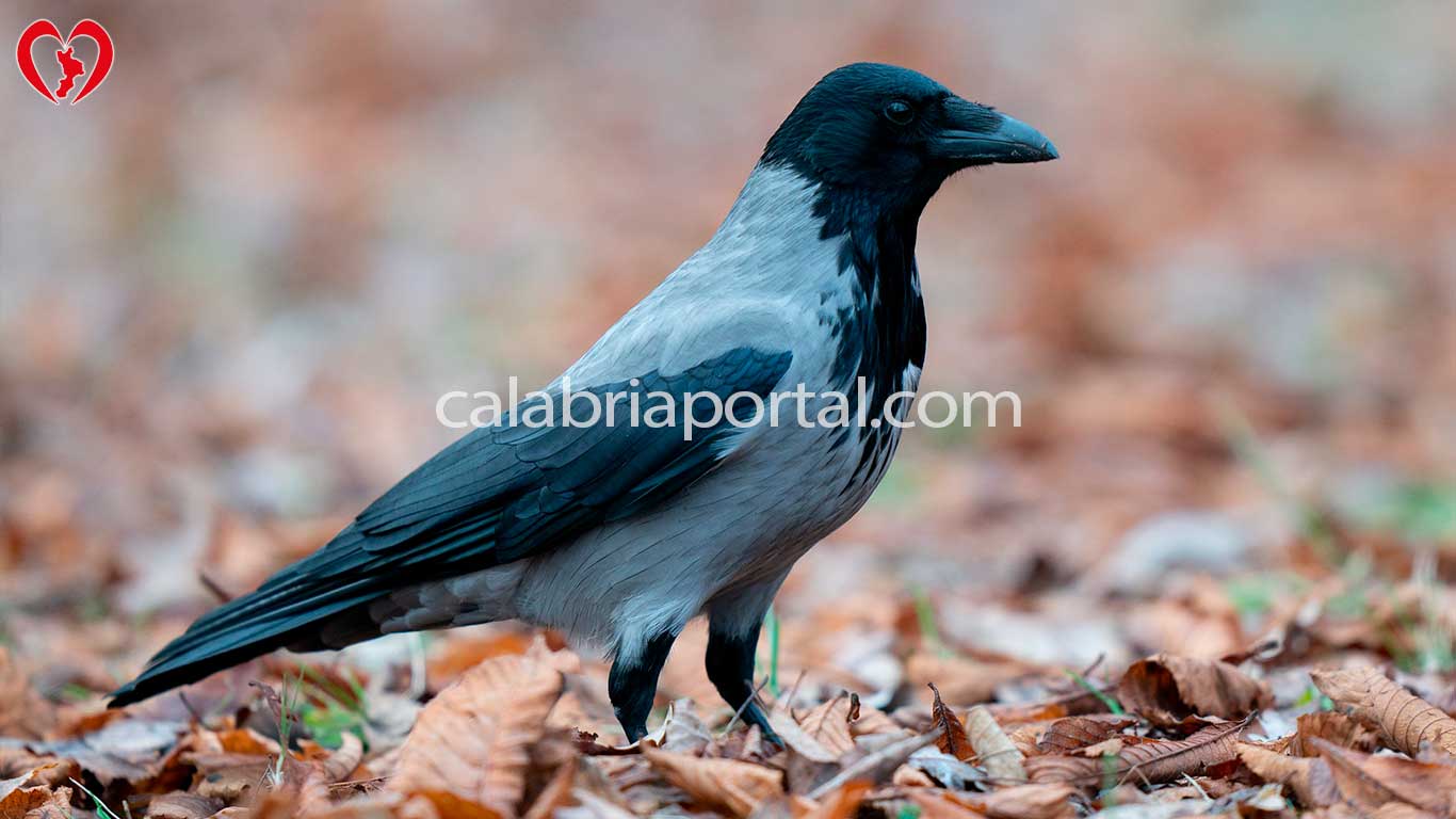 Cornacchia Grigia (Corvus corone cornix)