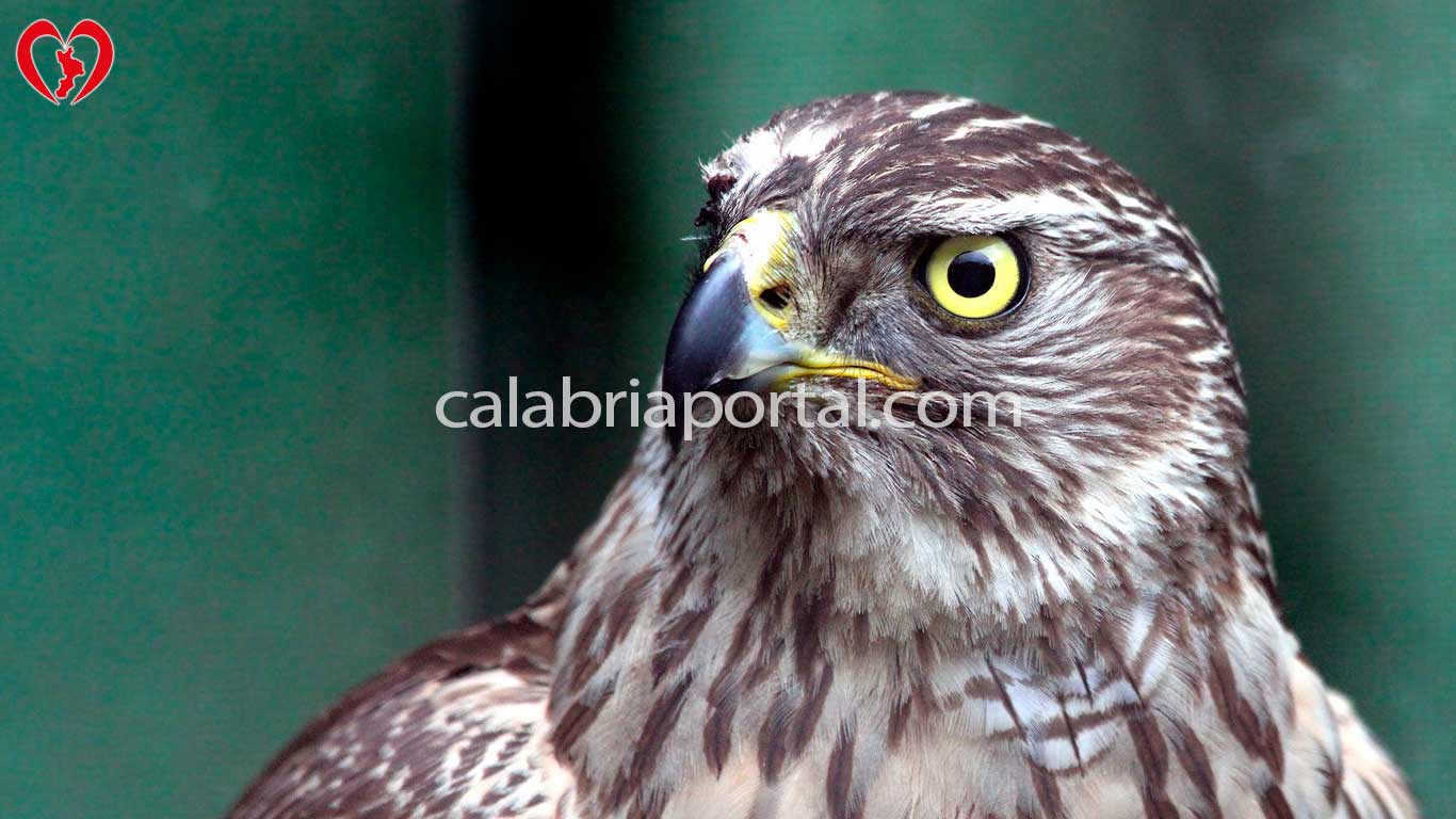 Falco di Palude (Circus aeruginosus)