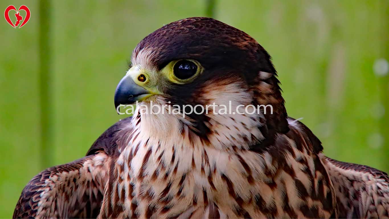 Falco Pellegrino (Falco peregrinus)