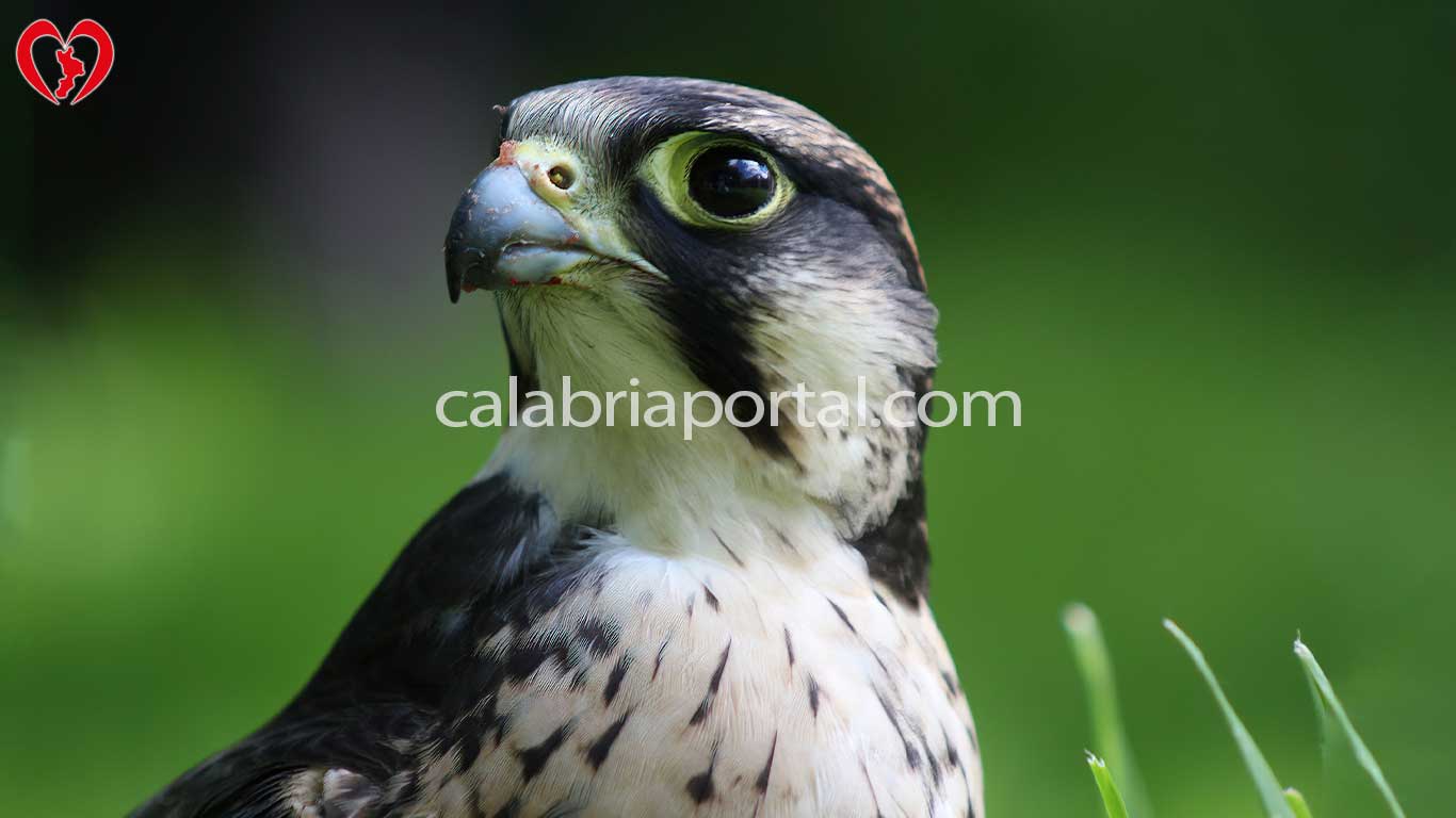 Lanario (Falco biarmicus)
