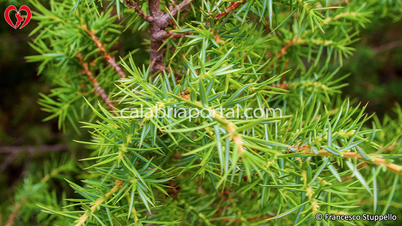 Aghi di Ginepro Comune (Juniperus communis)