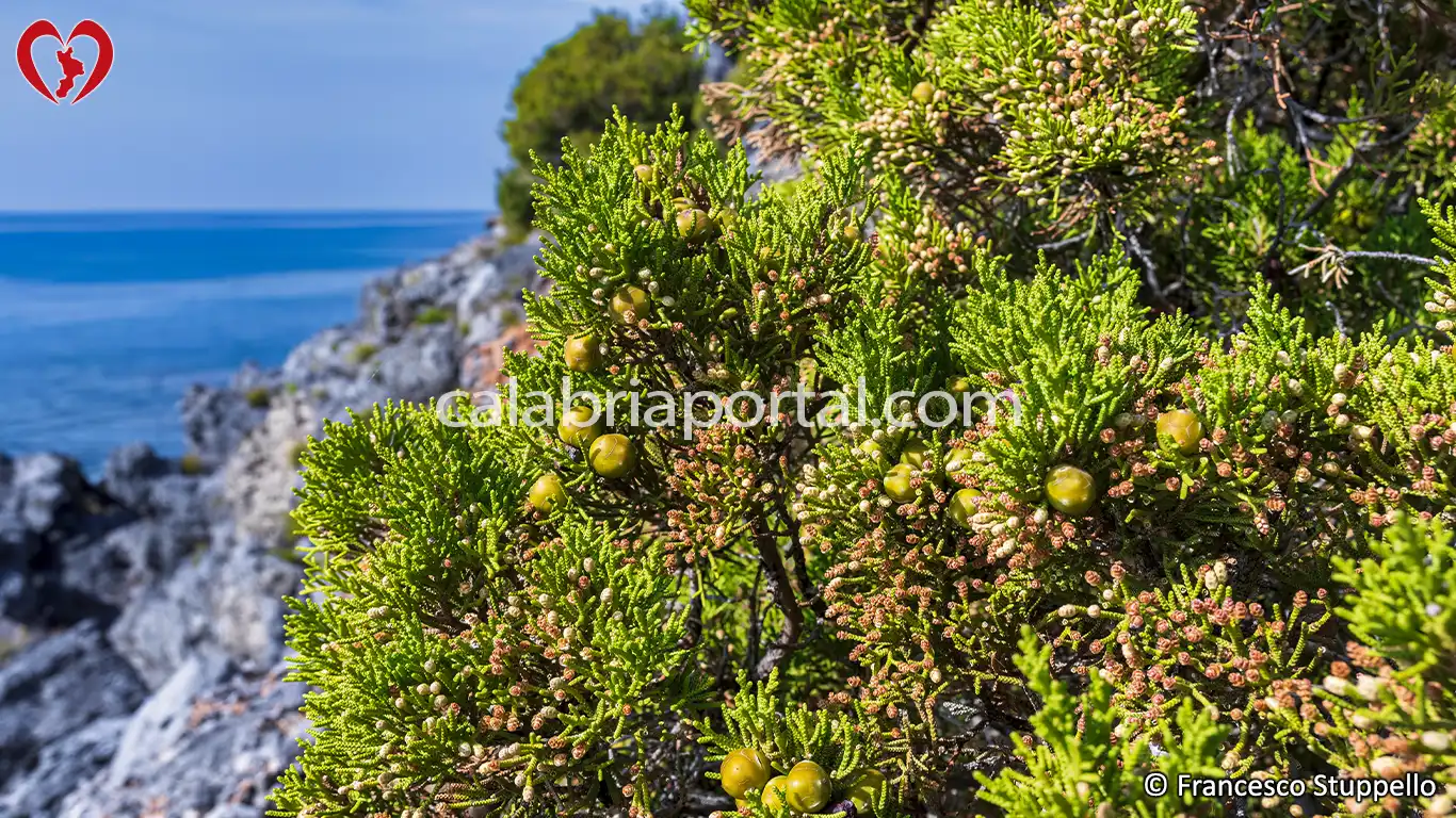 Coccole di Ginepro Fenicio (Juniperus phoenicea)