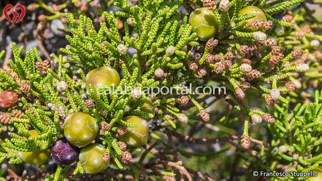 Coccole di Ginepro Fenicio (Juniperus phoenicea)