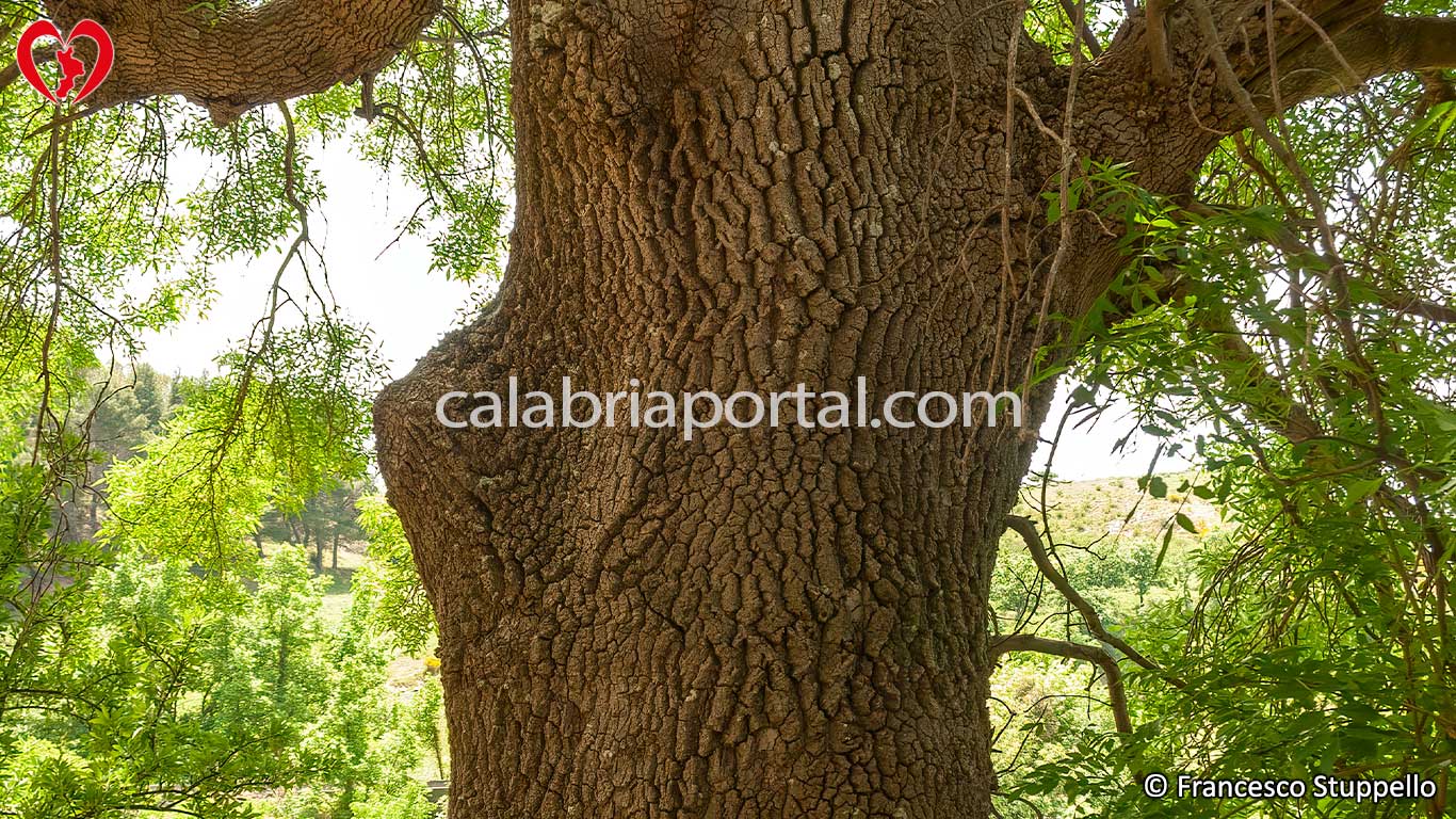 Corteccia del Frassino Meridionale (Fraxinus angustifolia)