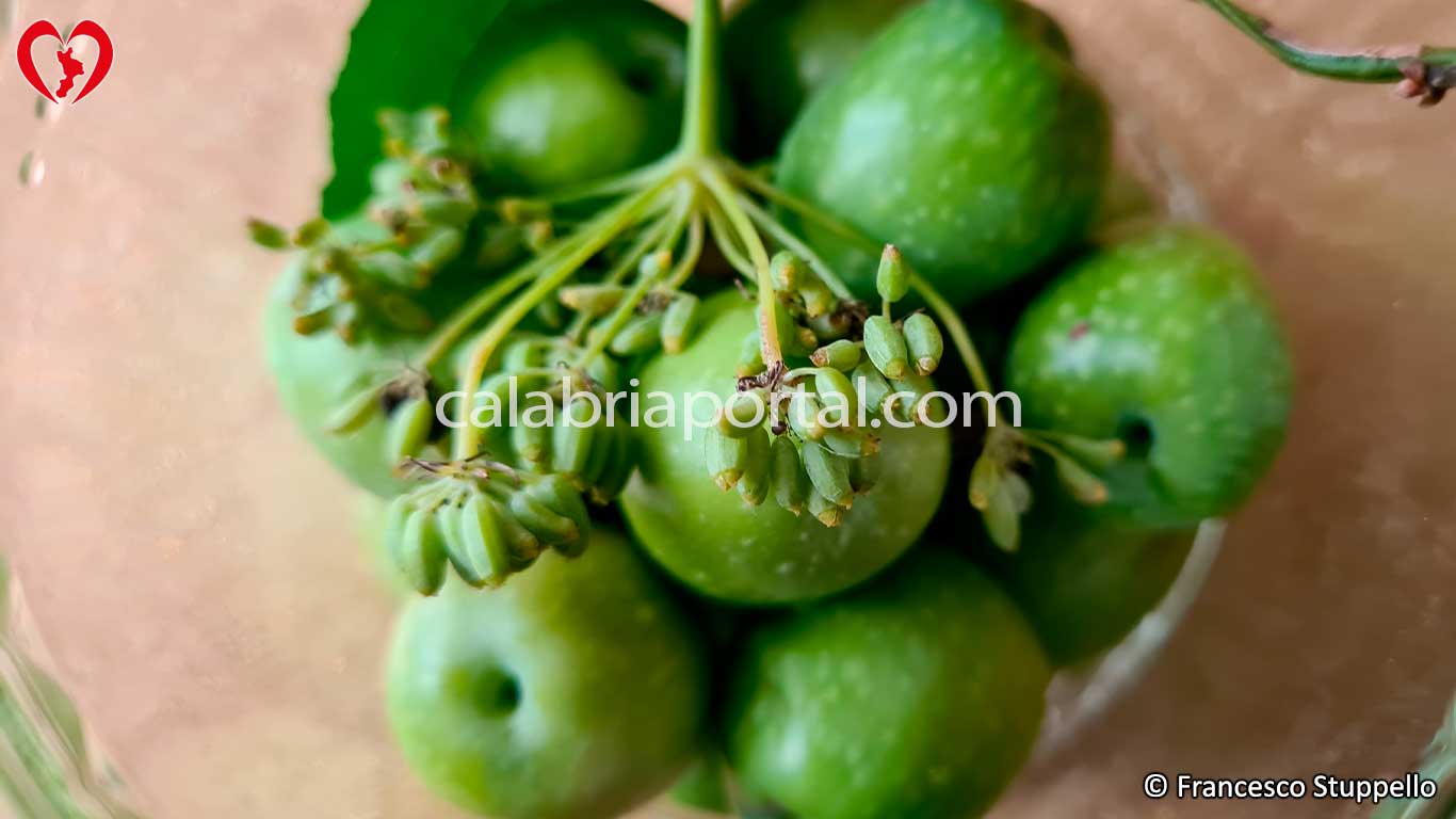 Ricetta delle Olive in Salamoia alla Calabrese: aggiungete, se di gradimento, il finocchietto e l'alloro