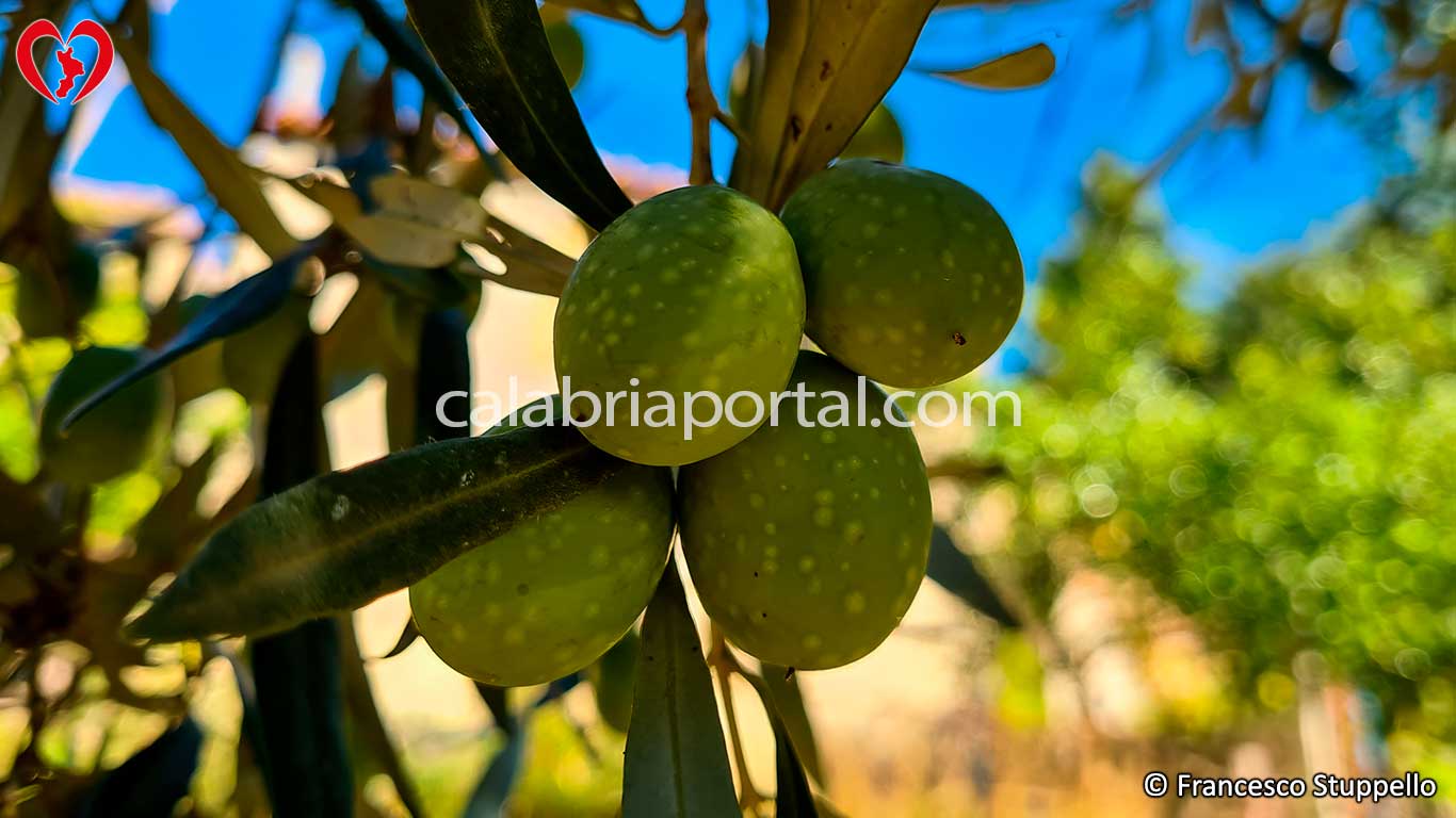 Ricetta delle Olive in Salamoia alla Calabrese: le olive