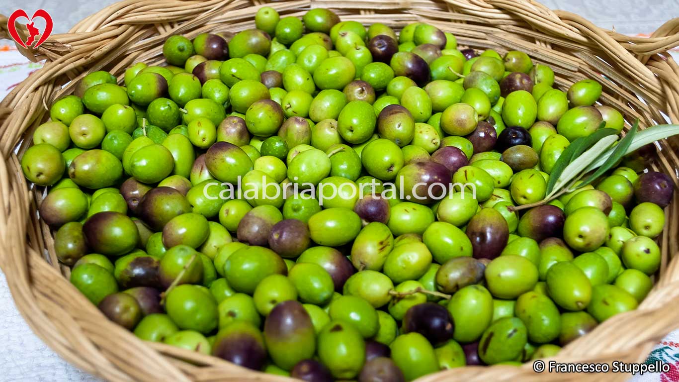 Ricetta delle Olive Schiacciate Sott'Olio alla Calabrese: le Olive