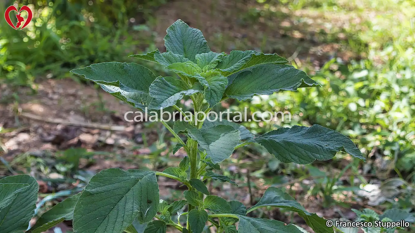 Amaranto Comune: pianta officinale della Calabria