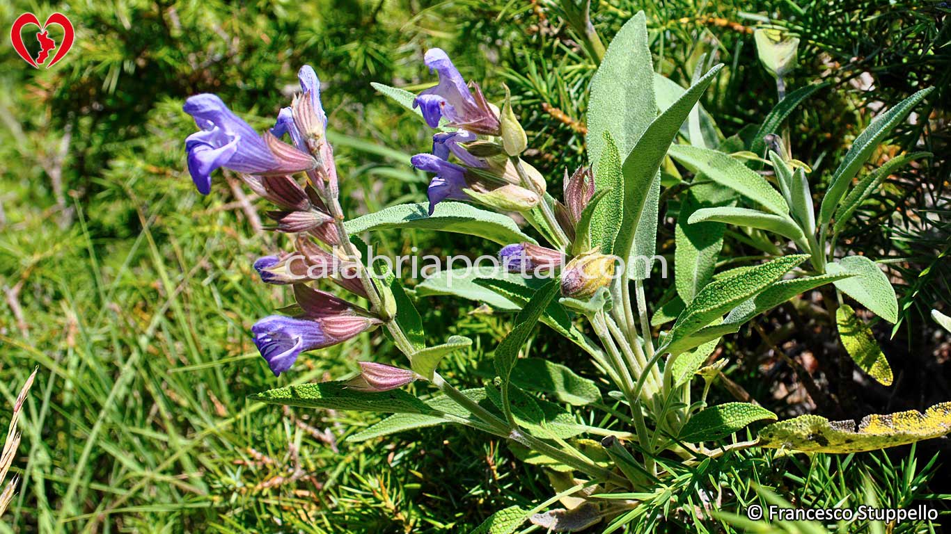 Salvia: pianta aromatica della Calabria