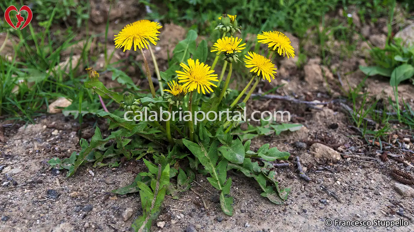 Tarassaco: pianta officinale della Calabria