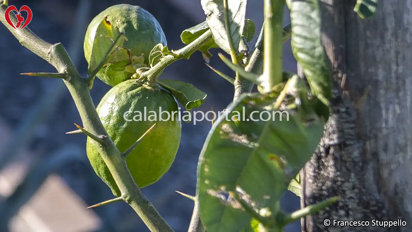 Piantina di Cedro Liscio Diamante della Calabria Piantina di Cedro Liscio Diamante della Calabria