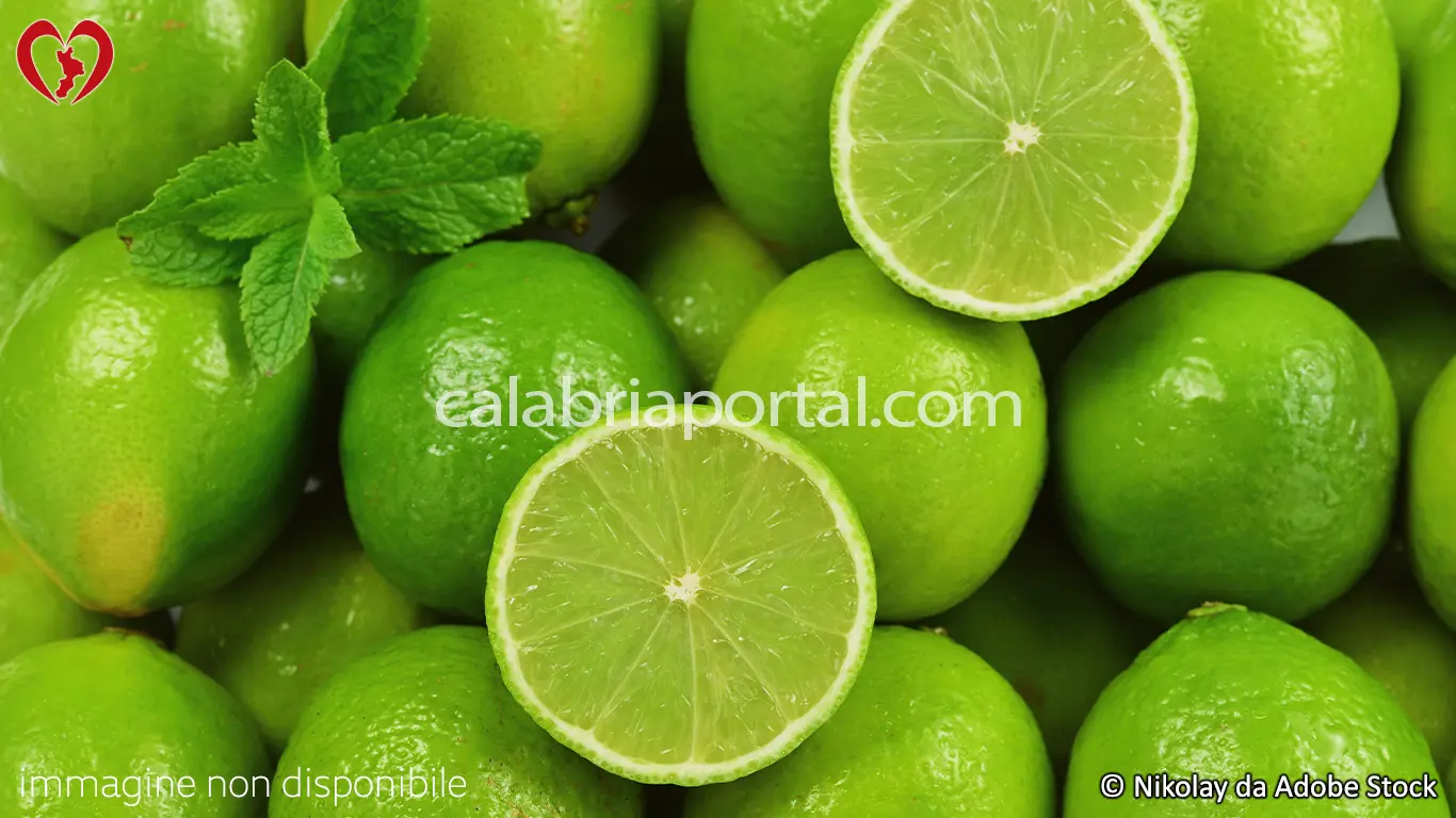 Limetta (Lime) Calabrese