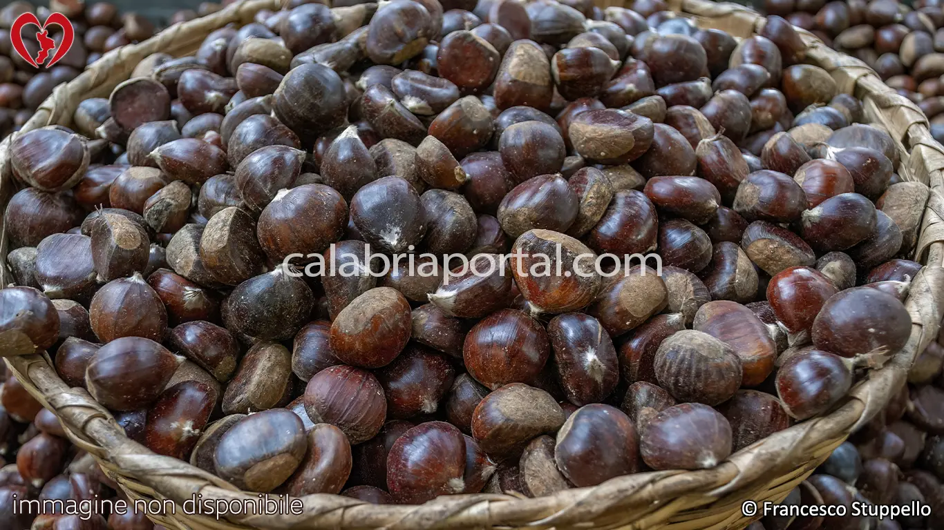 Varietà di Castagne Calabresi Varietà di Castagne Calabresi