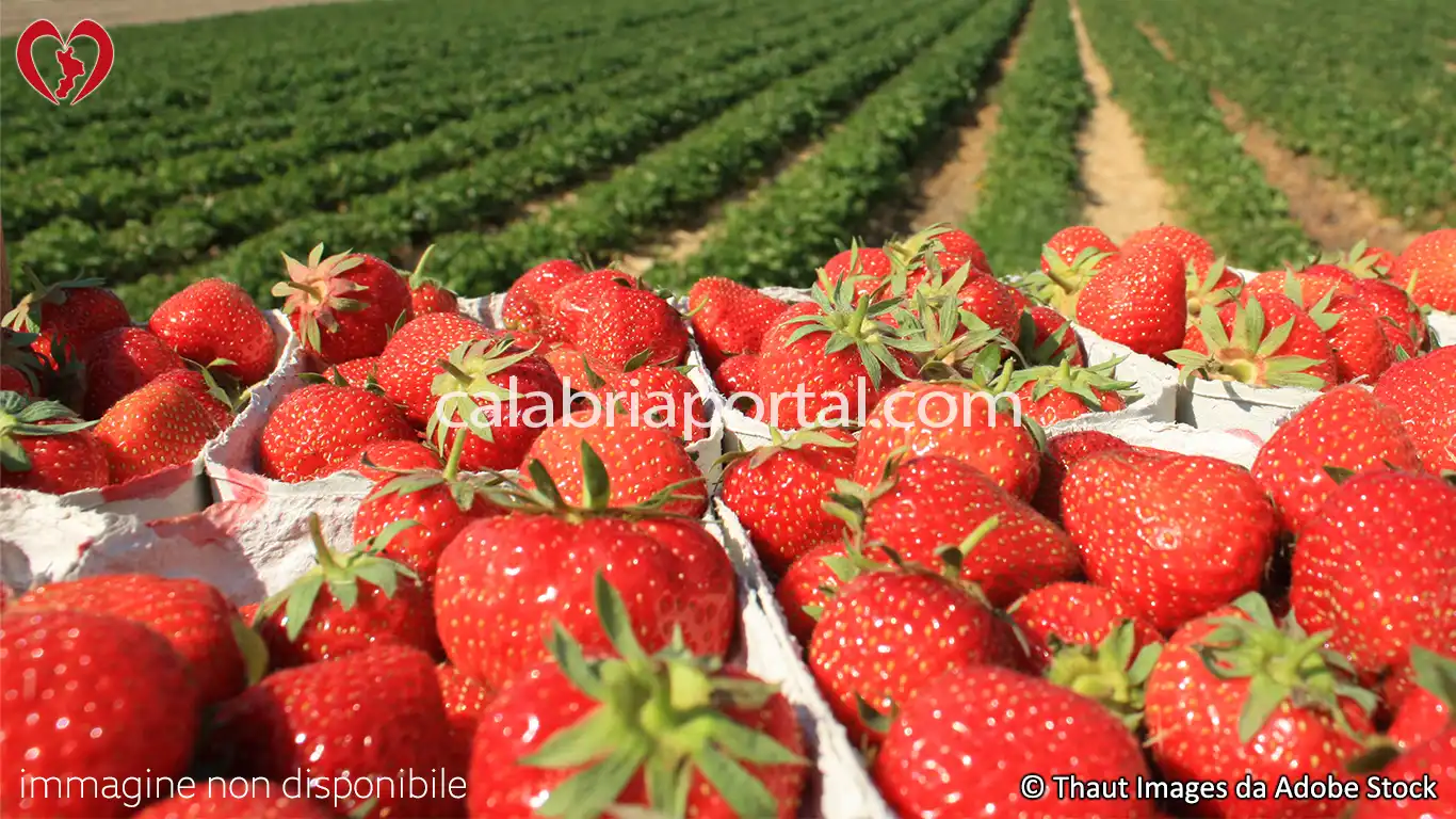 Le Fragole di Acconia di Curinga Le Fragole di Acconia di Curinga