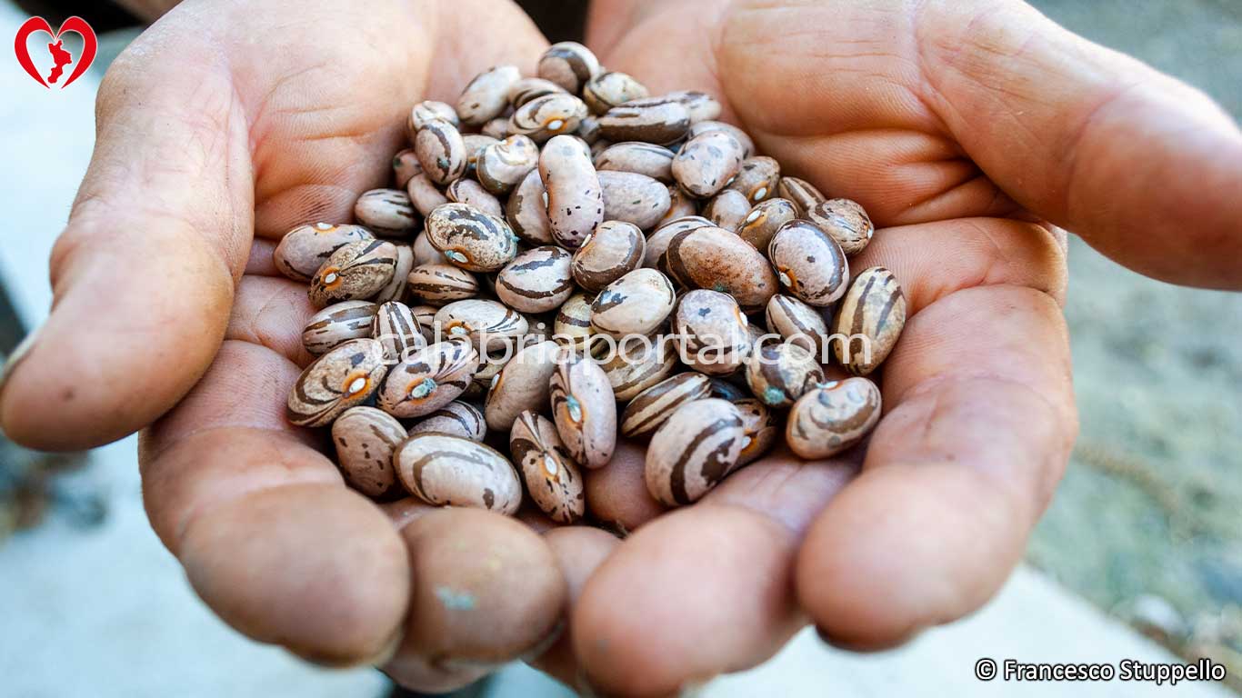 Fagioli Marrozzi di Laino Fagioli Marrozzi di Laino