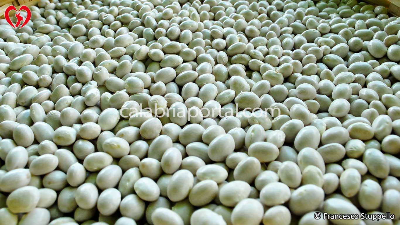 Fagiolo Poverello Bianco